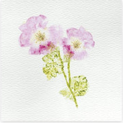 Deco XXL sada s aktivitami Herbár Janod Atelier