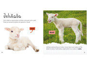 Z jahnite ovce, z žubrienky žaba - Životný cyklus