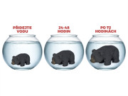 Medveď čierny liahnuci a rastúci