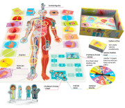 Poďme sa učiť: Naše úžasné telo Tactic