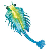 Vodný maznáčik žábronožka Kozmos