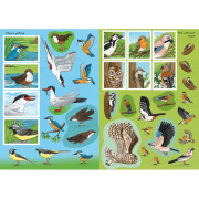 Svet zvierat v samolepkách Naši vtáci