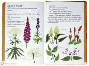 Hor sa do divočiny! V lese