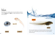 Z jahnite ovce, z žubrienky žaba - Životný cyklus