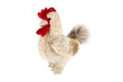 Kohút stojaci plyšový 30 x 17 cm