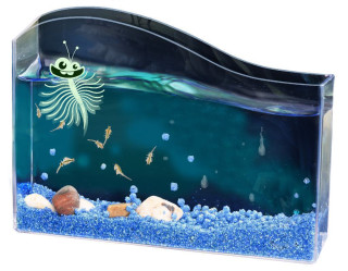 Vodný maznáčik žábronožka soľná Kozmos