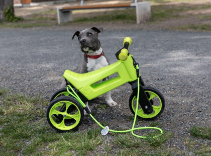 Odrážadlo Funny Wheels Rider SuperSport 2v1+popruh balené v krabici