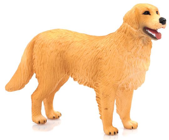Mojo Zlatý retriever