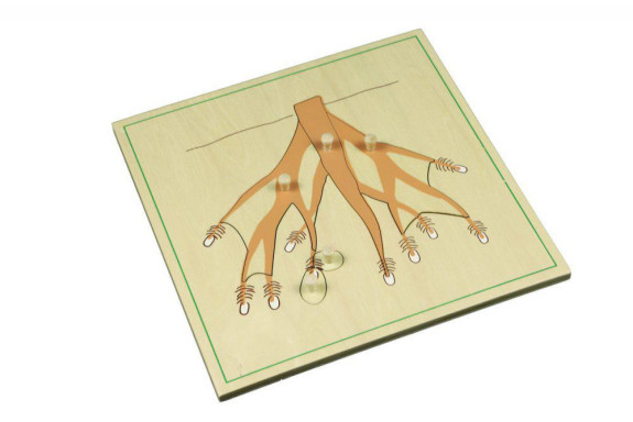 Puzzle - koreň