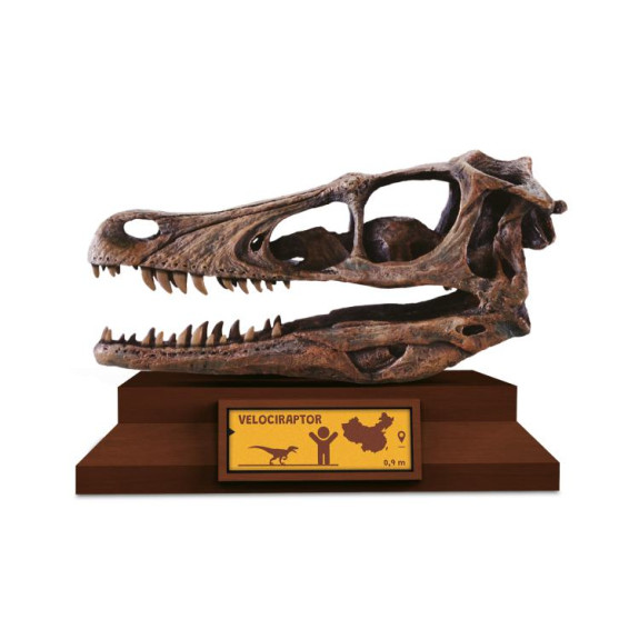 Lovci lebiek Albi - Velociraptor
