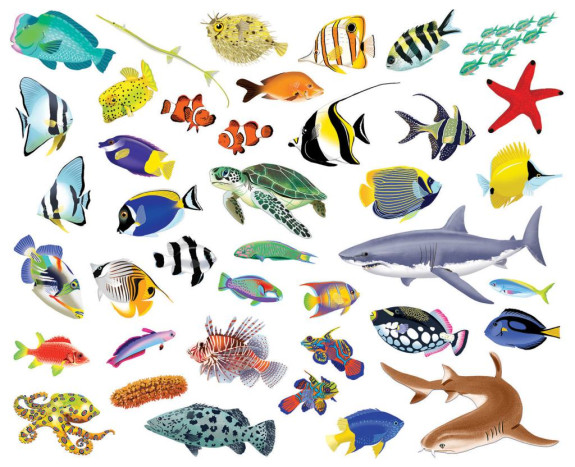 Čítaj a nalepuj - Pod hladinou kniha so samolepkami