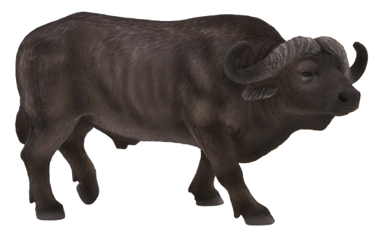 Mojo Byvol africký