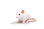 Mojo Myš