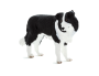 Mojo Border kolie