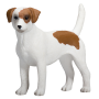 Mojo Jack Russell teriér