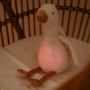 Zaspávač hus Newborn Naturals Little Dutch