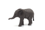 Mojo Slon africký sloník