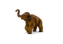 Mojo Mamut mláďa