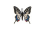 Motýľ tropický Papilio/vidlochvost feniklový zooted plast 8 cm