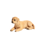 Mojo Labrador šteňa