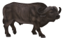 Mojo Byvol africký