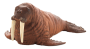 Mojo Mrož